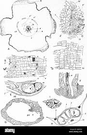 Attēlu rezultāti vaicājumam “Isoetes lacustris leaf”
