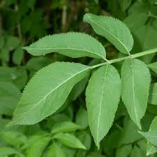 Attēlu rezultāti vaicājumam “Sambucus nigra leaf”