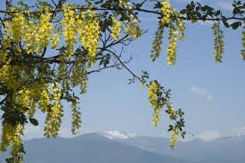 Attēlu rezultāti vaicājumam “Laburnum alpinum flower”