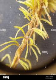 Attēlu rezultāti vaicājumam “Sphagnum wulfianum”