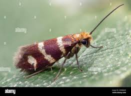 Attēlu rezultāti vaicājumam “Micropterix aureatella”