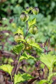 Attēlu rezultāti vaicājumam “Nicandra physalodes fruit”