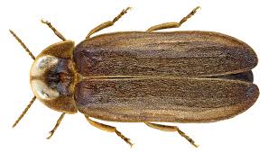 Attēlu rezultāti vaicājumam “Lamproderma debile”