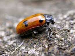 Attēlu rezultāti vaicājumam “Clytra quadripunctata”