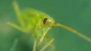 Attēlu rezultāti vaicājumam “Licea pygmaea macro”