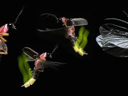 Image result for Fareham Fireflys Yc