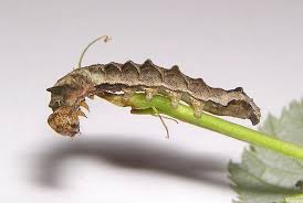 Attēlu rezultāti vaicājumam “Thyatira batis larva”