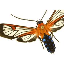 Attēlu rezultāti vaicājumam “Arctiidae”