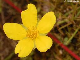 Attēlu rezultāti vaicājumam “Potentilla arenaria flower”