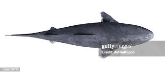 Image result for Somniosus microcephalus