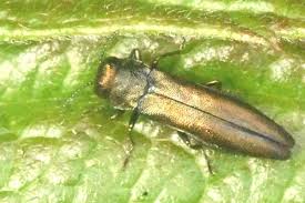 Attēlu rezultāti vaicājumam “Choerades sp.”