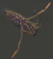 Attēlu rezultāti vaicājumam “Notonecta glauca”