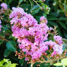 Image result for Lagerstroemia
