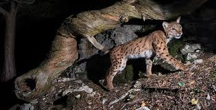 Attēlu rezultāti vaicājumam “Lynx lynx”