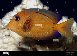 Image result for Ctenochaetus hawaiiensis