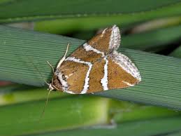 Attēlu rezultāti vaicājumam “Deltote bankiana”