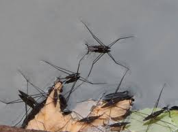 Attēlu rezultāti vaicājumam “Aquarius najas”