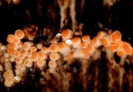 Attēlu rezultāti vaicājumam “Diderma floriforme”