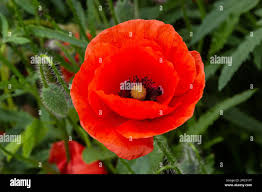 Attēlu rezultāti vaicājumam “Papaveraceae”