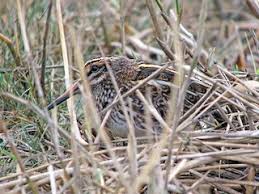 Image result for Lymnocryptes minimus