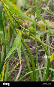 Attēlu rezultāti vaicājumam “Sagittaria sagittifolia fruit”