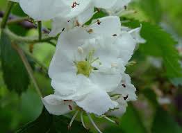 Attēlu rezultāti vaicājumam “Crataegus submollis”