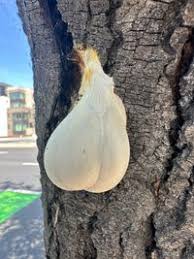 Attēlu rezultāti vaicājumam “Lycogala flavofuscum”