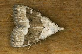 Attēlu rezultāti vaicājumam “Nola aerugula”