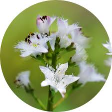 Attēlu rezultāti vaicājumam “Menyanthes trifoliata leaf”