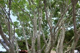 Attēlu rezultāti vaicājumam “Syringa reticulata subsp. amurensis”