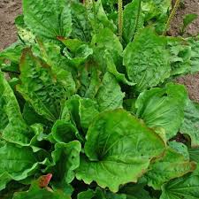 Attēlu rezultāti vaicājumam “Plantago major leaf”