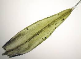 Attēlu rezultāti vaicājumam “Grimmia pulvinata sporophyte”