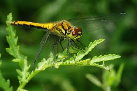 Attēlu rezultāti vaicājumam “Sympetrum danae”