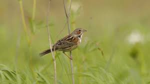 Image result for Emberiza fucata