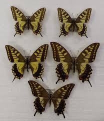 Attēlu rezultāti vaicājumam “Papilio machaon underside”