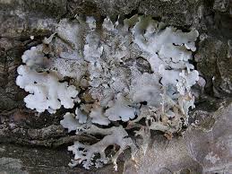 Attēlu rezultāti vaicājumam “Parmelina tiliacea”