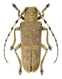 Attēlu rezultāti vaicājumam “Saperda carcharias”