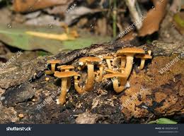 Attēlu rezultāti vaicājumam “Gymnopilus picreus”