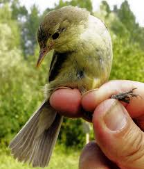 Image result for Hippolais polyglotta