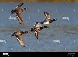 Image result for Aythya affinis