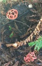 Attēlu rezultāti vaicājumam “Clathrus ruber”