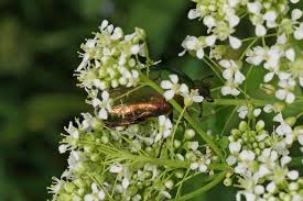 Attēlu rezultāti vaicājumam “Cetonia aurata”