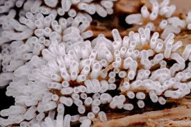 Attēlu rezultāti vaicājumam “Ceratiomyxa fruticulosa spores”
