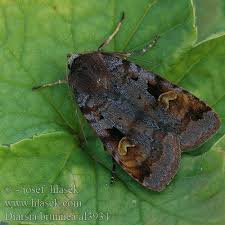 Attēlu rezultāti vaicājumam “Diarsia brunnea”