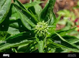 Attēlu rezultāti vaicājumam “Echinacea purpurea bud”