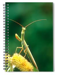 Attēlu rezultāti vaicājumam “Mantis religiosa”