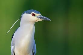 Attēlu rezultāti vaicājumam “Nycticorax nycticorax adult”