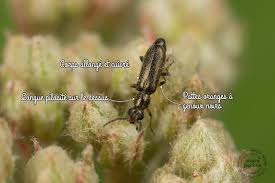 Attēlu rezultāti vaicājumam “Dasytidae”