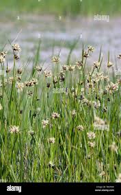 Attēlu rezultāti vaicājumam “Bolboschoenus maritimus flower”