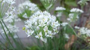 Image result for Allium tuberosum